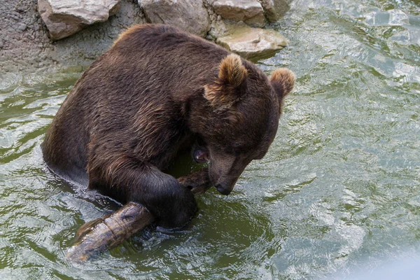 Europäischer Braunbär — Stockfoto