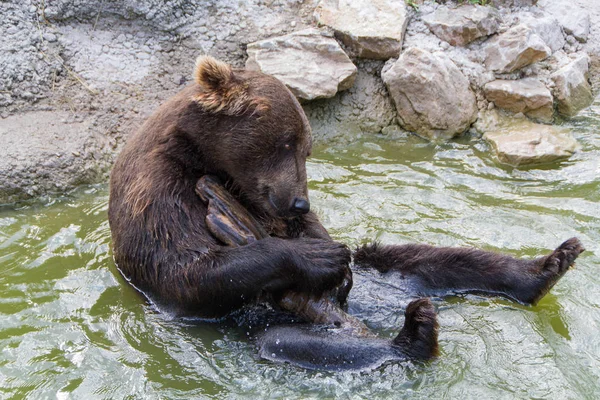 欧洲棕熊 — 图库照片
