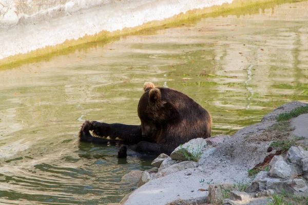 Orso bruno europio — Foto Stock