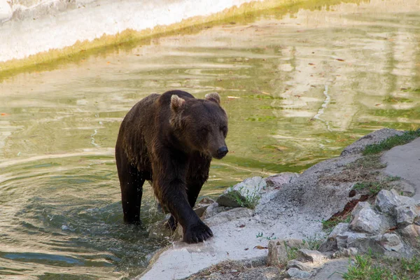 Orso bruno europio — Foto Stock