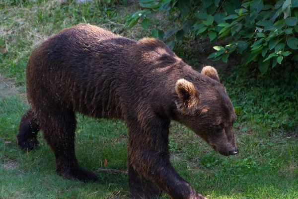 Europian brown bear — Stock Photo, Image