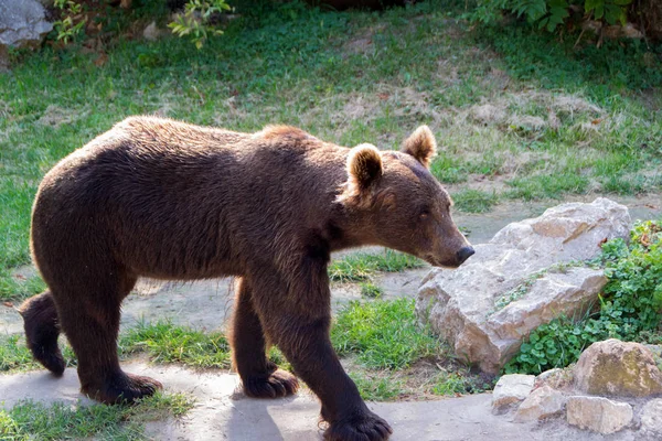 Europese bruine beer — Stockfoto