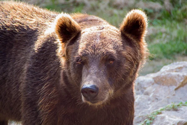 Europäischer Braunbär — Stockfoto