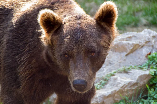 欧洲棕熊 — 图库照片