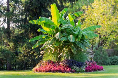 Hayvanat bahçesindeki muz ağacı