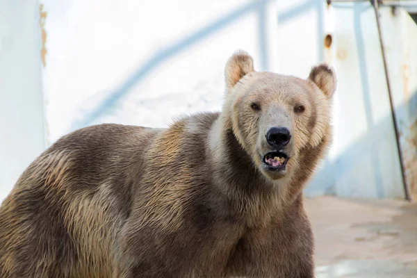 Lední medvěd v zoo — Stock fotografie