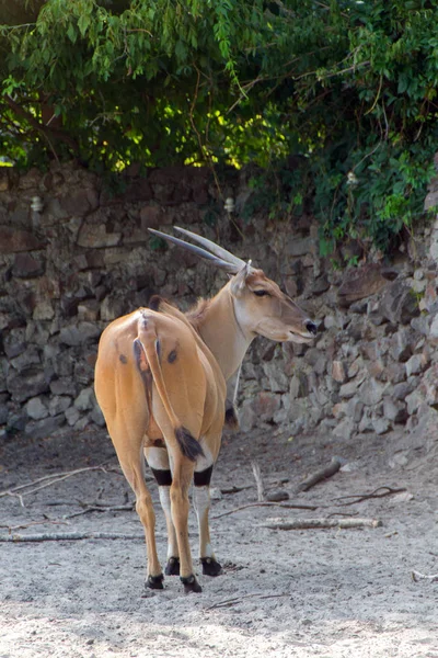 Gewöhnliche Antilope, Zwiebeln — Stockfoto