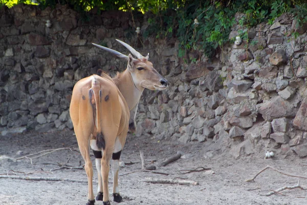 Antilope comune eland, onix — Foto Stock