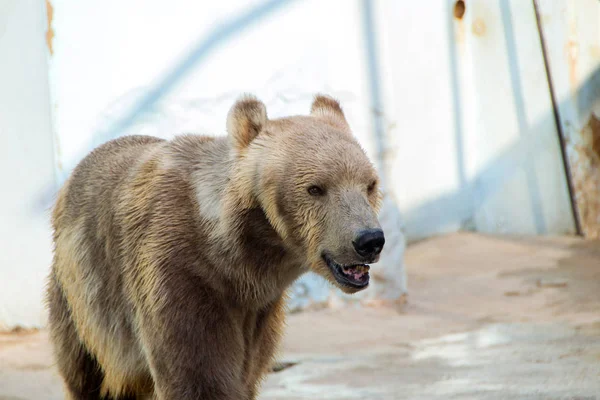 Hayvanat bahçesindeki kutup ayısı — Stok fotoğraf