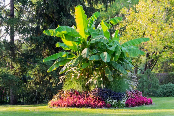 Hayvanat bahçesindeki muz ağacı