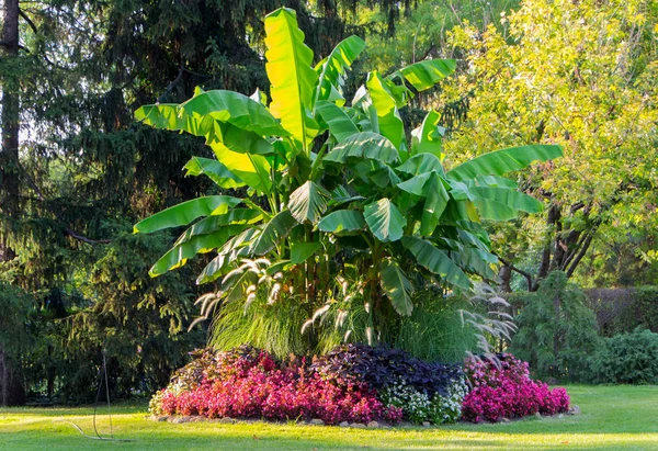 Hayvanat bahçesindeki muz ağacı