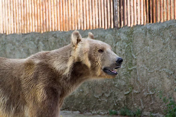 Polar bear in the ZOO — Stock Photo, Image