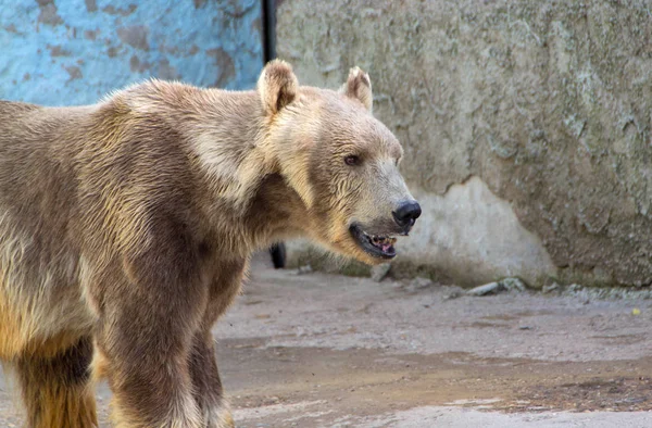 Hayvanat bahçesindeki kutup ayısı — Stok fotoğraf