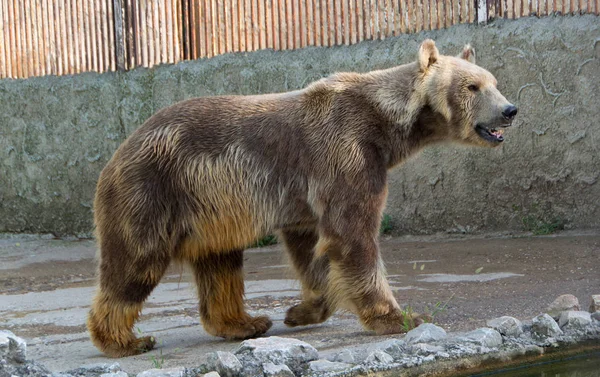Полярний ведмідь у зоопарку — стокове фото
