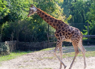 Sevimli zürafa yakın çekim