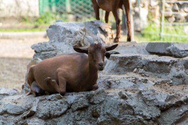 Yerli keçi, çiftlik hayvanı