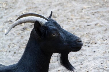 Yerli keçi, çiftlik hayvanı