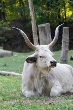 Podolian sığır, gri bozkır doğurmak