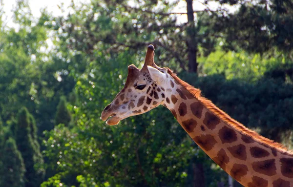 Cute giraffe close up — Stock Photo, Image