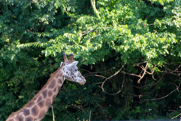 Girafa bonito de perto — Fotografia de Stock