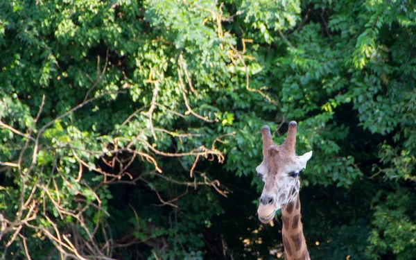 Cute giraffe close up