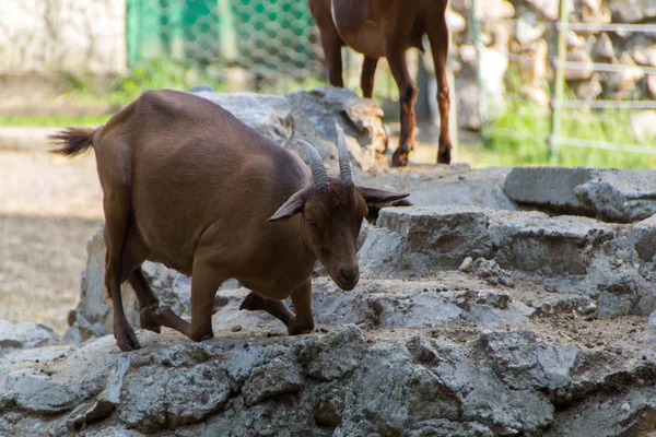 Yerli keçi, çiftlik hayvanı