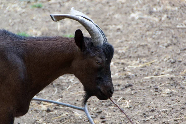 Cabras domésticas, animales de granja — Foto de Stock