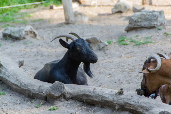 Domácí kozy, Farma zvířat — Stock fotografie