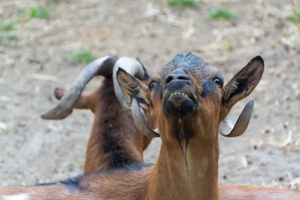 Yerli keçi, çiftlik hayvanı — Stok fotoğraf