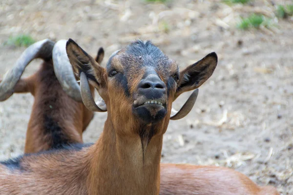 Cabras domésticas, animales de granja — Foto de Stock