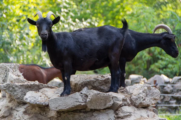 Yerli keçi, çiftlik hayvanı — Stok fotoğraf