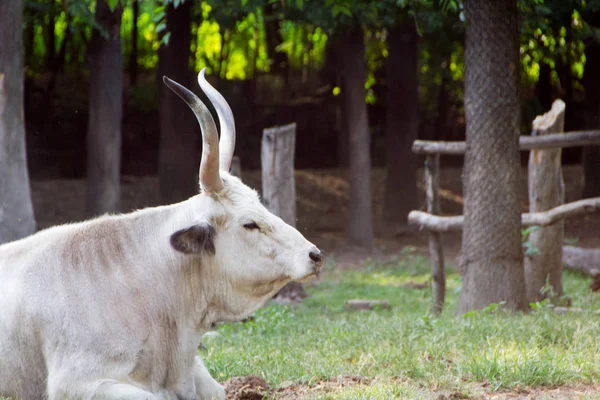 Podolian sığır, gri bozkır doğurmak