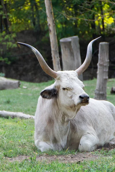 Podolian sığır, gri bozkır doğurmak
