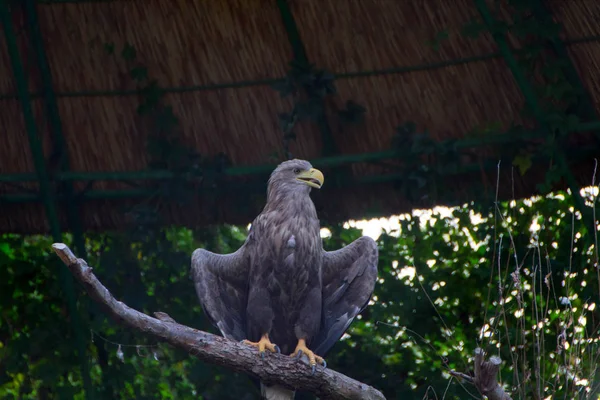 The white-tailed eagle — Stock Photo, Image