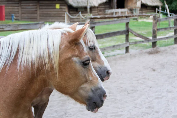 Das haflinger pferd, das avelignese — Stockfoto