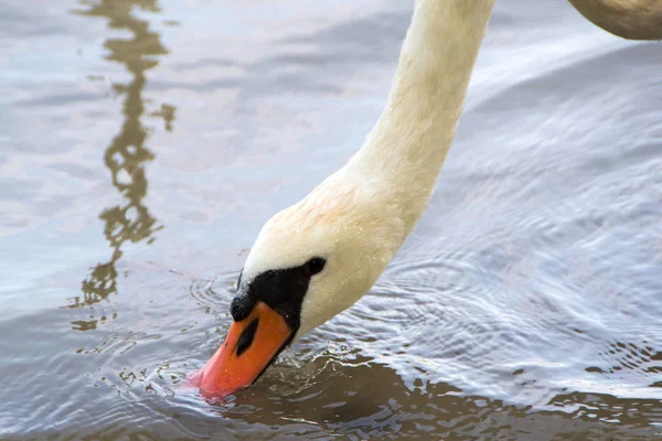 Cygne, oiseau georgeus — Photo