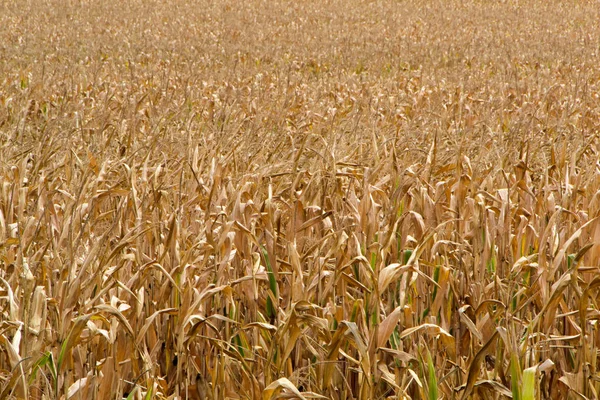 Maisfeld, bereit für die Ernte — Stockfoto