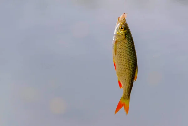 Common rudd fish — Stock Photo, Image