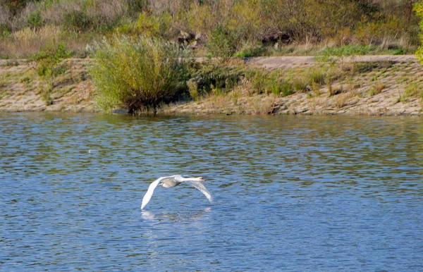 Swan in flight — Stock Photo, Image