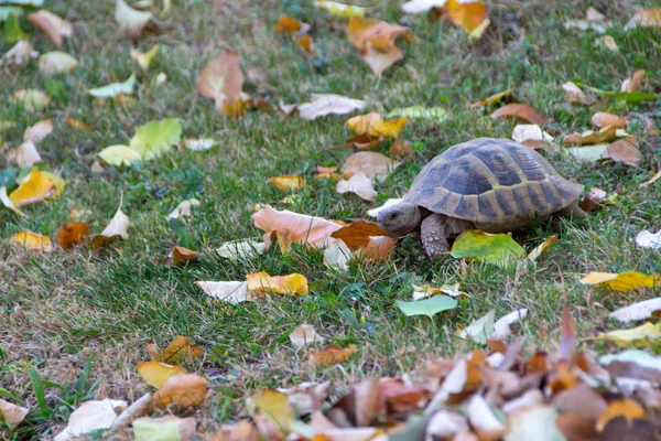 Schildpad in het gras — Stockfoto