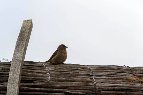 Sparrow, eski kelime serçe — Stok fotoğraf