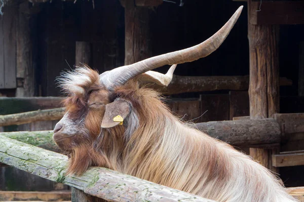 Domestic billy goat — Stock Photo, Image