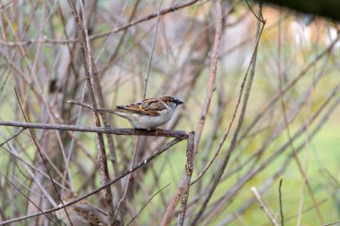Sparrow, eski kelime serçe