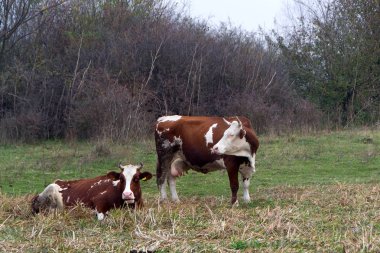 Mera üzerinde yerli inek