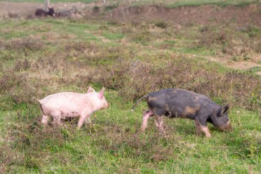 Mangulitsa domuz ve onun domuz