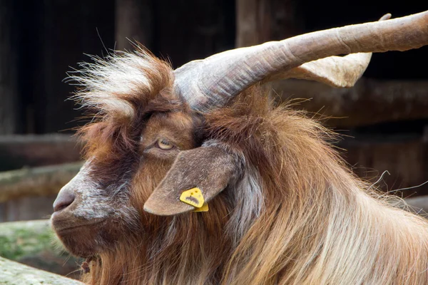 Domestic billy goat — Stock Photo, Image