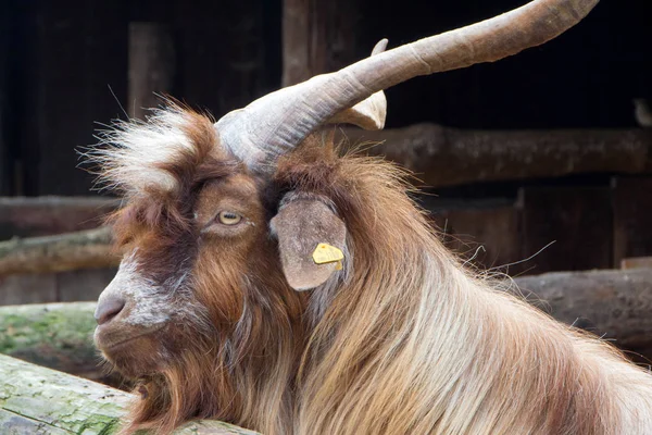 Hazai billy goat — Stock Fotó