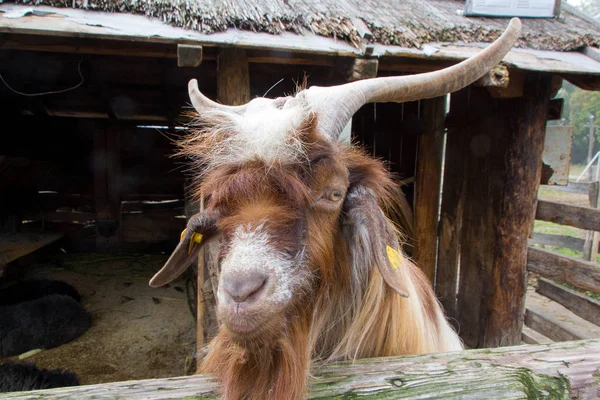 Binnenlandse billy goat — Stockfoto