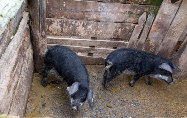 Mangulitsa maiale e i suoi maiali — Foto Stock