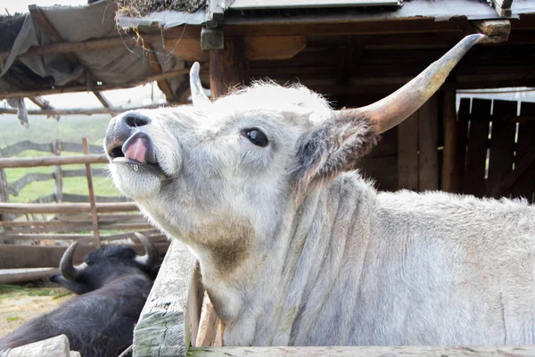 Podolian vahşi inek